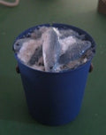 M165 1:12th scale  Bucket of fish