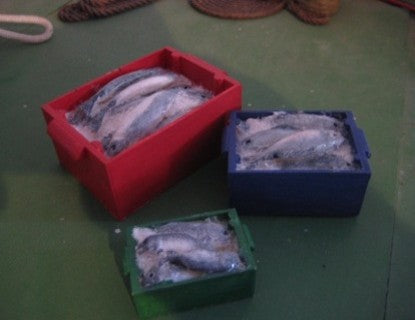 M168 1:16th  Medium tray of fish