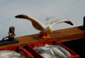 M204 1:12th scale  Seagull A