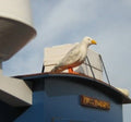 M205 1:12th scale  Seagull B