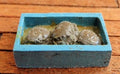 M339 1:35th  Tray with crab detail